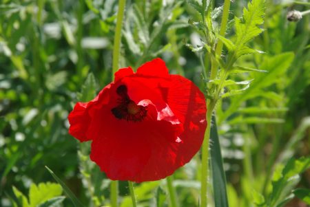 IMGP4126 Klatschmohn Klatschmohn